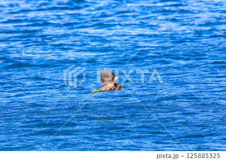 飛翔する美しいクロサギ（サギ科）のペア。 ヒリゾ浜中木南伊豆町伊豆半島静岡県2024 125885325