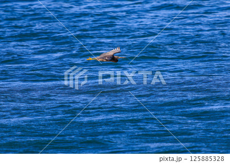 飛翔する美しいクロサギ(サギ科)のペア。 ヒリゾ浜中木南伊豆町伊豆半島静岡県2024 飛翔する美しいクロサギ(サギ科)のペア。 ヒリゾ浜中木南伊豆町伊豆半島静岡県2024 125885328