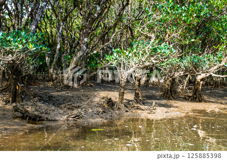 【#奄美大島】マングローブ原生林 125885398