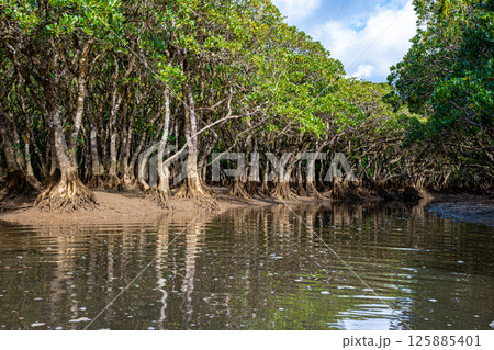 【#奄美大島】マングローブ原生林 125885401