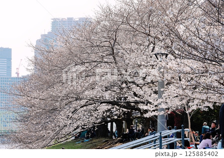 東京都市風景　石川島公園の桜 125885402