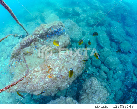 チョウチョウウオ、ホウライヒメジ、メジナ、ソラスズメダイ、アイゴ他群れ。ヒリゾ浜中木南伊豆町伊豆半島 チョウチョウウオ、ホウライヒメジ、メジナ、ソラスズメダイ、アイゴ他群れ。ヒリゾ浜中木南伊豆町伊豆半島 125885545
