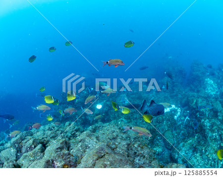 チョウチョウウオ、ホウライヒメジ、メジナ、ソラスズメダイ、アイゴ他群れ。ヒリゾ浜中木南伊豆町伊豆半島 チョウチョウウオ、ホウライヒメジ、メジナ、ソラスズメダイ、アイゴ他群れ。ヒリゾ浜中木南伊豆町伊豆半島 125885554