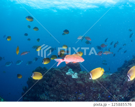チョウチョウウオ、ホウライヒメジ、メジナ、ソラスズメダイ、アイゴ他群れ。ヒリゾ浜中木南伊豆町伊豆半島 チョウチョウウオ、ホウライヒメジ、メジナ、ソラスズメダイ、アイゴ他群れ。ヒリゾ浜中木南伊豆町伊豆半島 125885576