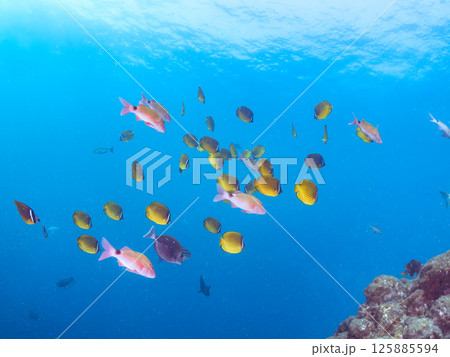 チョウチョウウオ、ホウライヒメジ、メジナ、ソラスズメダイ、アイゴ他群れ。ヒリゾ浜中木南伊豆町伊豆半島 125885594