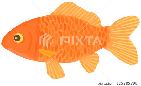 和金のイラスト 金魚 ベクター素材 125885899