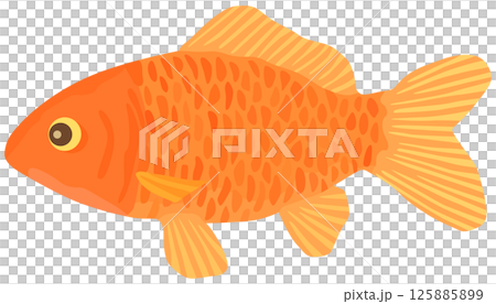 和金のイラスト 金魚 ベクター素材 125885899