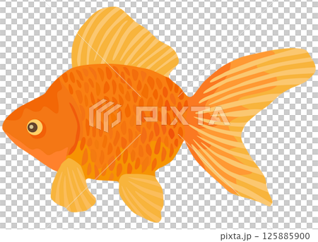 琉金插畫金魚向量素材 125885900