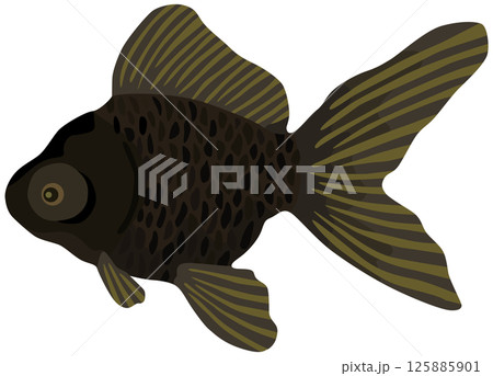 黒出目金のイラスト 金魚 ベクター素材 125885901