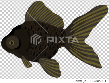 黒出目金のイラスト 金魚 ベクター素材 125885901