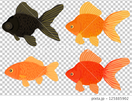 金魚撈金魚插畫集向量素材 125885902