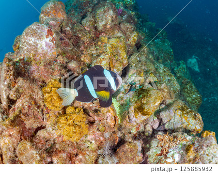 白化現象が見られるイソギンチャク畑に住む可愛いクマノミペア、ミツボシクロスズメダイ他の群れ。ヒリゾ浜 125885932