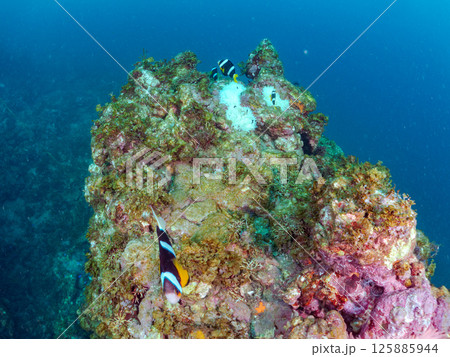 白化現象が見られるイソギンチャク畑に住む可愛いクマノミペア、ミツボシクロスズメダイ他の群れ。ヒリゾ浜 125885944