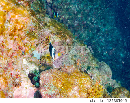 白化現象が見られるイソギンチャク畑に住む可愛いクマノミペア、ミツボシクロスズメダイ他の群れ。ヒリゾ浜 125885946