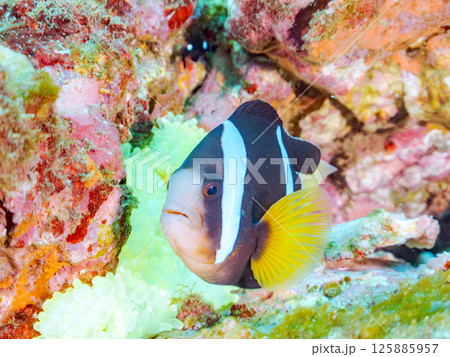 白化現象が見られるイソギンチャク畑に住む可愛いクマノミペア、ミツボシクロスズメダイ他の群れ。ヒリゾ浜 125885957