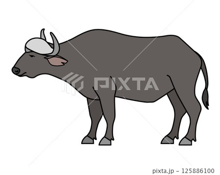 アフリカスイギュウ 125886100