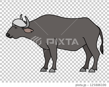 アフリカスイギュウ 125886100