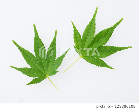 青紅葉 青紅葉 125886109