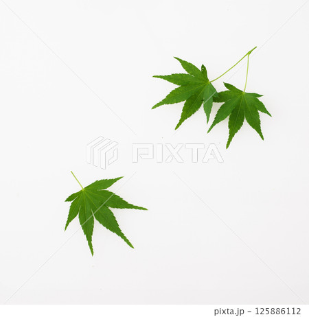 青紅葉 125886112