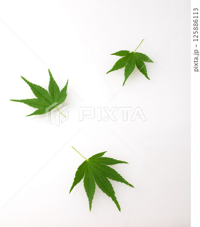 青紅葉 125886113