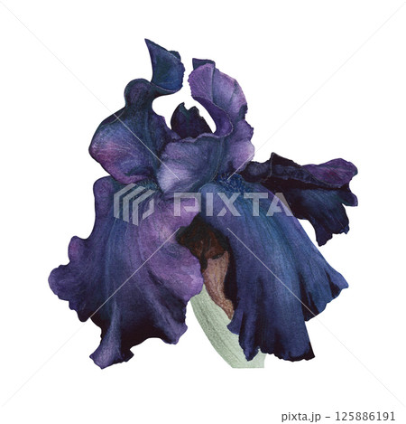 Iris purple flower isolated white background. Watercolor hand drawn realistic botanic gothic sketch illustration. Art design beauty wedding invitation, mystery card decoration graphic. Iris purple flower isolated white background. Watercolor hand drawn realistic botanic gothic sketch illustration. Art design beauty wedding invitation, mystery card decoration graphic. 125886191