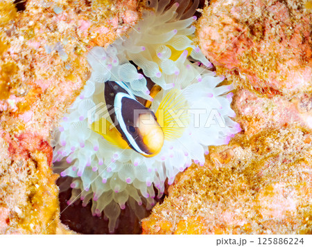 クマノミ、ミツボシクロスズメダイの幼魚。白化したイソギンチャクに住む。ヒリゾ浜中木南伊豆町伊豆半島 125886224
