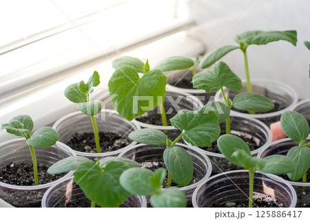 Young cucumber seedlings grown on the balcony for a home garden, copy space, growing vegetables Young cucumber seedlings grown on the balcony for a home garden, copy space, growing vegetables 125886417