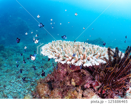 白化したサンゴとセダカギンポ、フタスジリュウキュウスズメダイの幼魚他の群れ。ヒリゾ浜中木南伊豆町伊豆 白化したサンゴとセダカギンポ、フタスジリュウキュウスズメダイの幼魚他の群れ。ヒリゾ浜中木南伊豆町伊豆 125886465