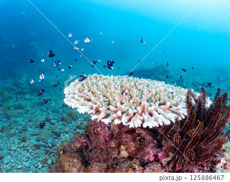 白化したサンゴとセダカギンポ、フタスジリュウキュウスズメダイの幼魚他の群れ。ヒリゾ浜中木南伊豆町伊豆 白化したサンゴとセダカギンポ、フタスジリュウキュウスズメダイの幼魚他の群れ。ヒリゾ浜中木南伊豆町伊豆 125886467