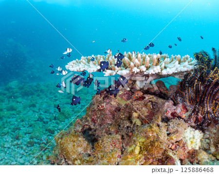 白化したサンゴとセダカギンポ、フタスジリュウキュウスズメダイの幼魚他の群れ。ヒリゾ浜中木南伊豆町伊豆 白化したサンゴとセダカギンポ、フタスジリュウキュウスズメダイの幼魚他の群れ。ヒリゾ浜中木南伊豆町伊豆 125886468