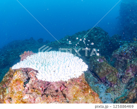 白化したサンゴとセダカギンポ、フタスジリュウキュウスズメダイの幼魚他の群れ。ヒリゾ浜中木南伊豆町伊豆 125886469