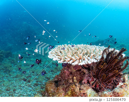 白化したサンゴとセダカギンポ、フタスジリュウキュウスズメダイの幼魚他の群れ。ヒリゾ浜中木南伊豆町伊豆 125886470