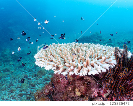 白化したサンゴとセダカギンポ、フタスジリュウキュウスズメダイの幼魚他の群れ。ヒリゾ浜中木南伊豆町伊豆 白化したサンゴとセダカギンポ、フタスジリュウキュウスズメダイの幼魚他の群れ。ヒリゾ浜中木南伊豆町伊豆 125886472