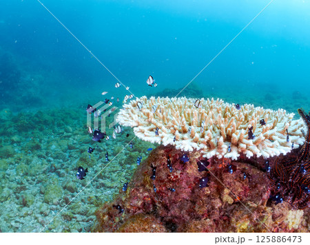 白化したサンゴとセダカギンポ、フタスジリュウキュウスズメダイの幼魚他の群れ。ヒリゾ浜中木南伊豆町伊豆 125886473