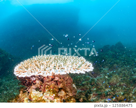 白化したサンゴとセダカギンポ、フタスジリュウキュウスズメダイの幼魚他の群れ。ヒリゾ浜中木南伊豆町伊豆 白化したサンゴとセダカギンポ、フタスジリュウキュウスズメダイの幼魚他の群れ。ヒリゾ浜中木南伊豆町伊豆 125886475