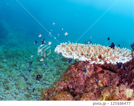 白化したサンゴとセダカギンポ、フタスジリュウキュウスズメダイの幼魚他の群れ。ヒリゾ浜中木南伊豆町伊豆 125886477