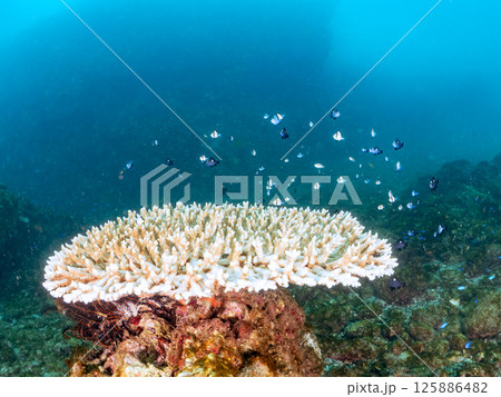 白化したサンゴとセダカギンポ、フタスジリュウキュウスズメダイの幼魚他の群れ。ヒリゾ浜中木南伊豆町伊豆 125886482