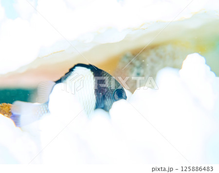 白化したサンゴとセダカギンポ、フタスジリュウキュウスズメダイの幼魚他の群れ。ヒリゾ浜中木南伊豆町伊豆 125886483