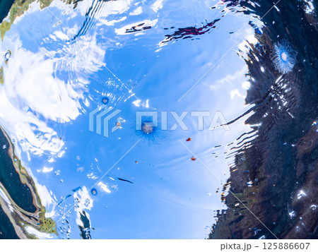 水面を漂う、不思議なギンカクラゲ（ギンカクラゲ科）。ヒリゾ浜中木南伊豆町伊豆半島静岡県2024 125886607