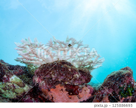エンタクミドリイシ、フタマタハマサンゴ等。高水温で白化してしまったサンゴ。ヒリゾ浜中木南伊豆町伊豆 エンタクミドリイシ、フタマタハマサンゴ等。高水温で白化してしまったサンゴ。ヒリゾ浜中木南伊豆町伊豆 125886693
