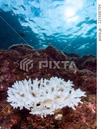 エンタクミドリイシ、フタマタハマサンゴ等。高水温で白化してしまったサンゴ。ヒリゾ浜中木南伊豆町伊豆 125886704