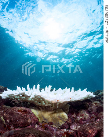 エンタクミドリイシ、フタマタハマサンゴ等。高水温で白化してしまったサンゴ。ヒリゾ浜中木南伊豆町伊豆 125886708