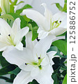 白いユリの花 125886752