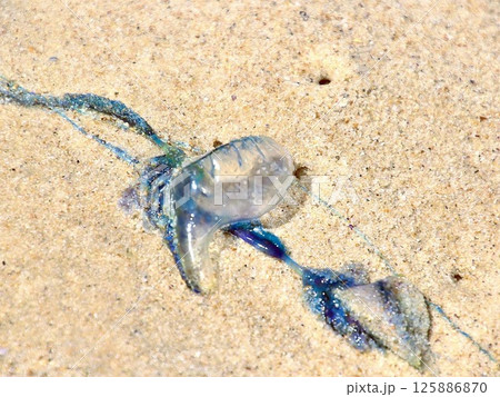 砂浜に打ち上げられたブルーボトル 125886870