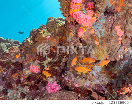 ウミトサカ等のソフトコーラルが群生する岩場に集まる、美しいキンギョハナダイ(ハナダイ亜科)他の群れ。 ウミトサカ等のソフトコーラルが群生する岩場に集まる、美しいキンギョハナダイ(ハナダイ亜科)他の群れ。 125886909