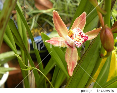 橙色の花はシンビジュウムの花 橙色の花はシンビジュウムの花 125886910