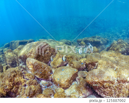 ツノダシの群れ他。ヒリゾ浜中木南伊豆町伊豆半島静岡県2024 125887002