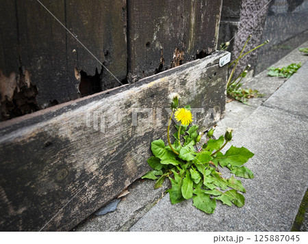 アスファルトに咲く花 125887045