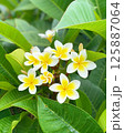 プルメリアの花が咲いています 125887064