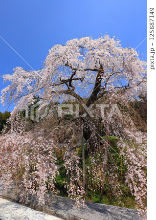 弾正糸桜（しだれ桜）9367 125887149